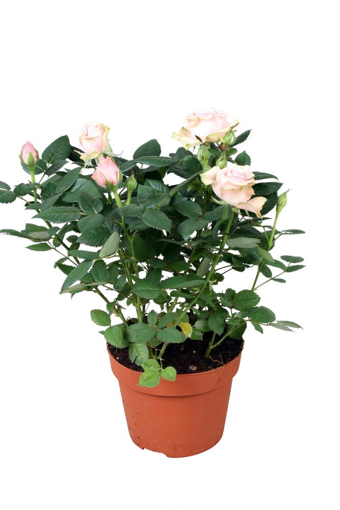 Vaaleanpunainen miniatyyriruusu ruskeassa muoviruukussa.