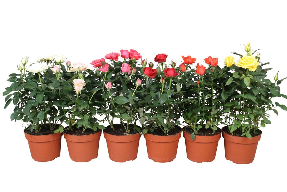 Kuusi pientä ruukkua värikkäitä miniatyyri ruusuja.