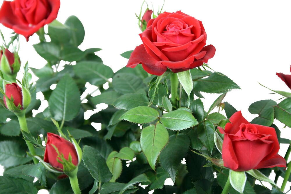 Punaiset miniatyrruusut vihreässä ruukkukasvissa nuppujensa kera.