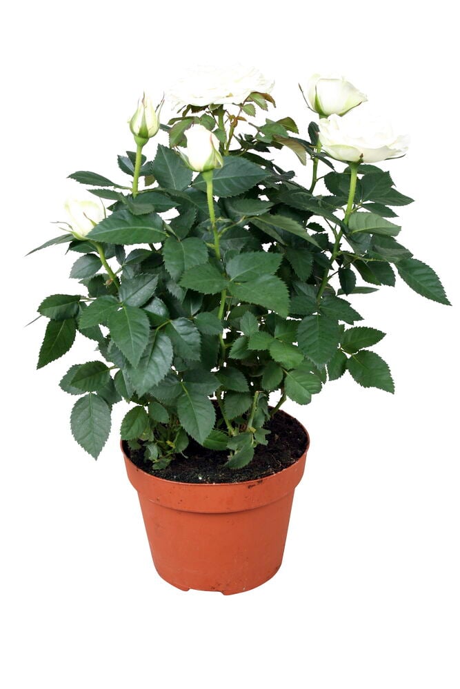 Valkokukkainen miniatyyriruusu pienessä ruskeassa muoviruukussa.