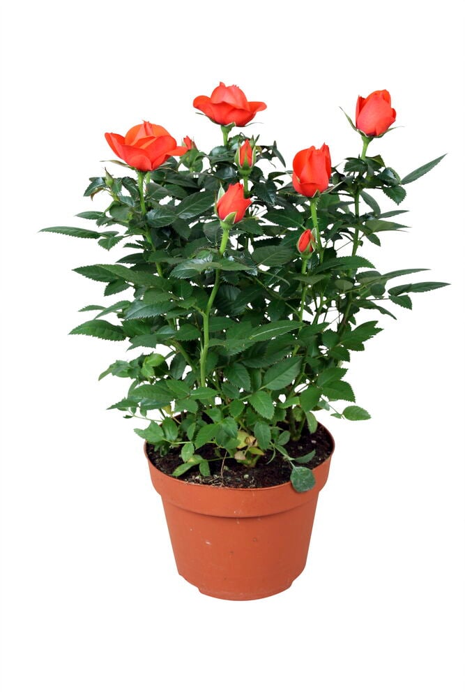 Pieni ruusupensas, jossa on punaisia kukkia ruukussa.