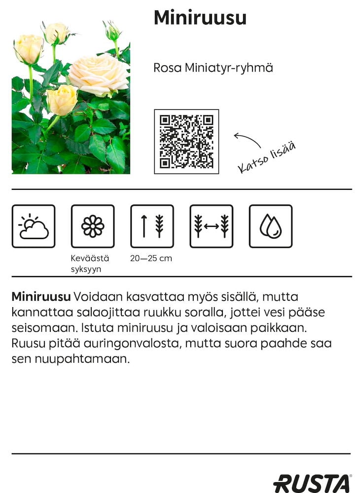Keltaisia miniruusuja muoviruukussa vihreillä lehdillä.