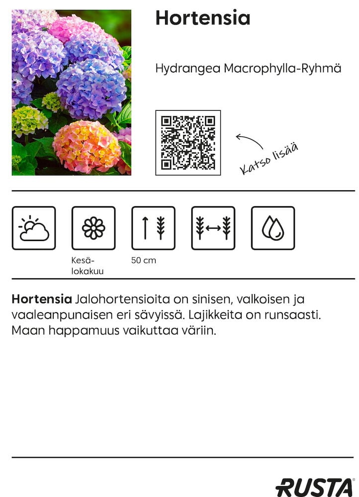Useita hortensian kukkia sinisen ja vaaleanpunaisen sävyissä.
