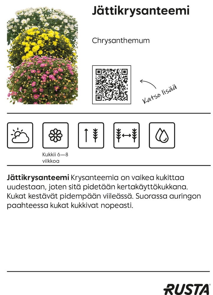 Kolme ruukutettua Jättikrysanteemi P19 kasvia valkoisena, keltaisena ja vaaleanpunaisena, kukkien.