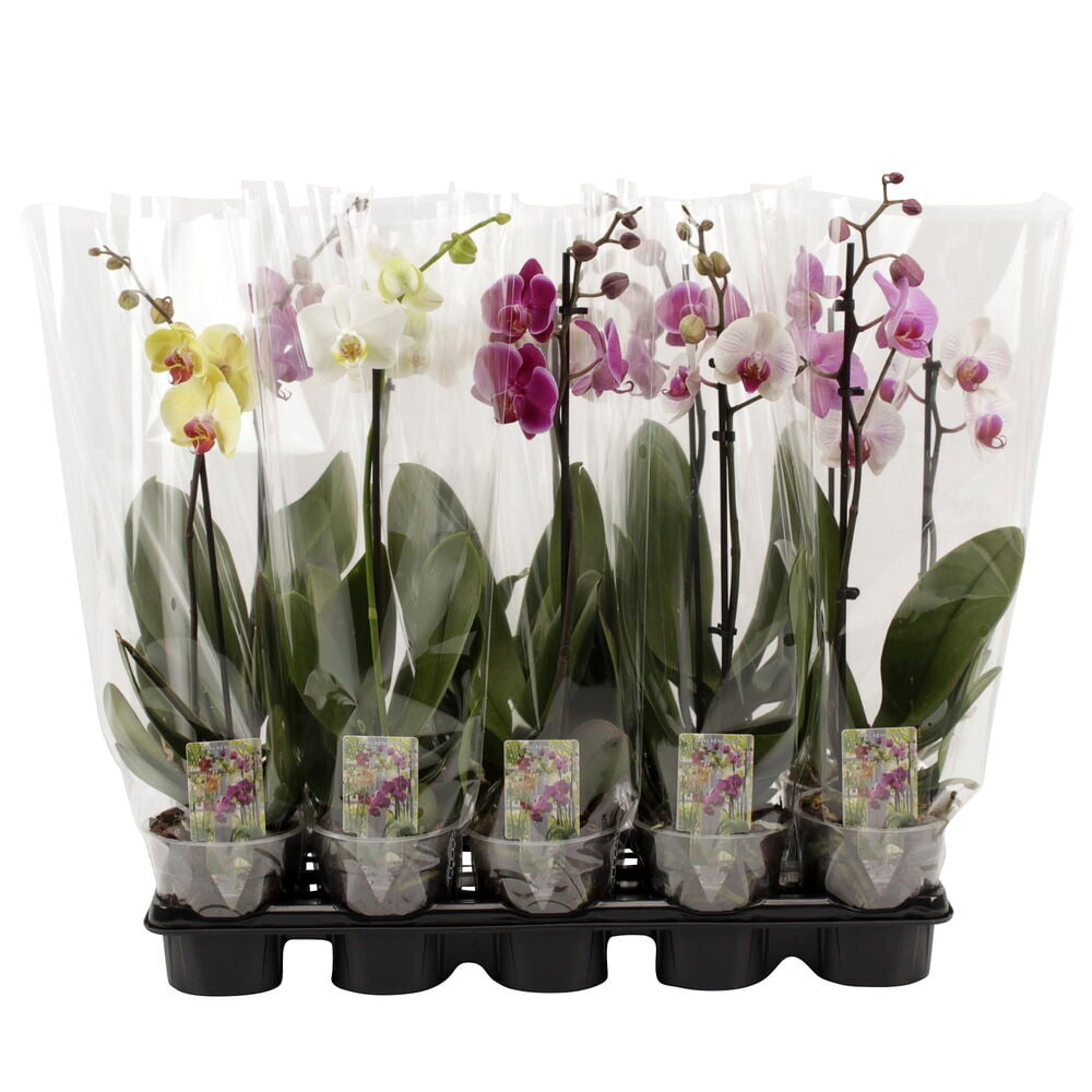 Mustalla tarjottimella kuusi yksittäispakattua perhosorkideaa keltaisilla, valkoisilla, violeteilla ja vaaleanpunaisilla kukilla.