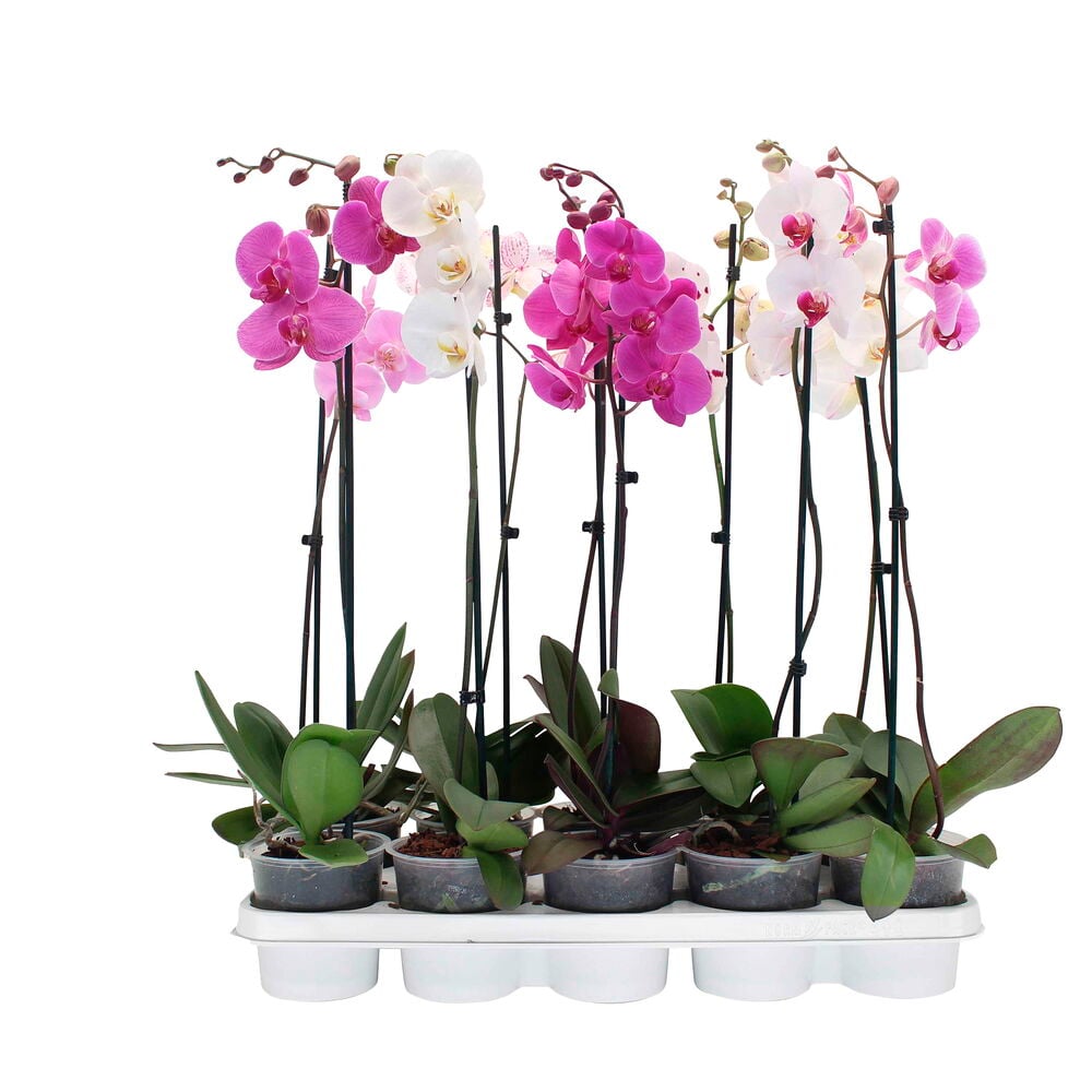 Valkoinen tarjotin, jossa kuusi ruukutettua Orkidea/Perhosorkidea-kasvia vaaleanpunaisilla ja valkoisilla kukilla.