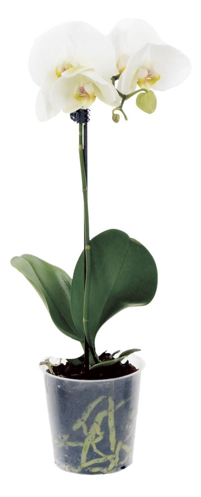 Valkoinen Orkidea/Perhosorkidea, jossa kukkia, nuppu, vihreitä lehtiä ja juuret näkyvissä läpinäkyvässä ruukussa.