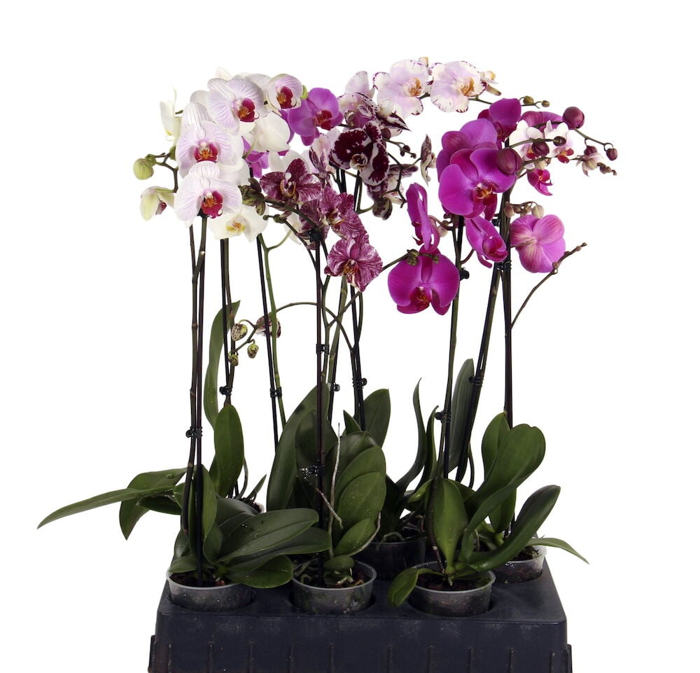 Useita orkideoita, joiden kukat ovat eri värejä.