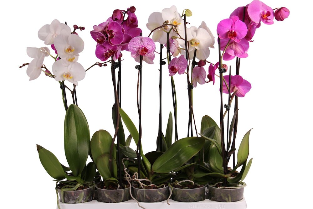 Useita orkideoita valkoisissa ja vaaleanpunaisissa väreissä.
