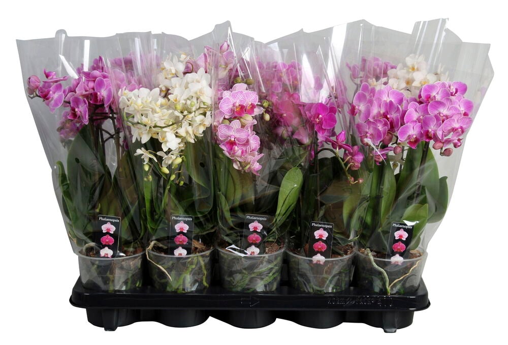 Orkidea/Perhosorkidea