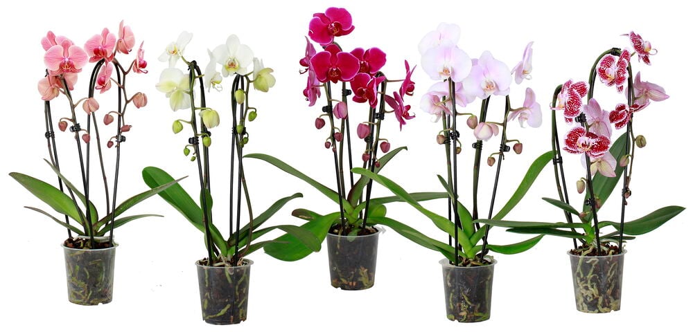 Orkidea/Perhosorkidea