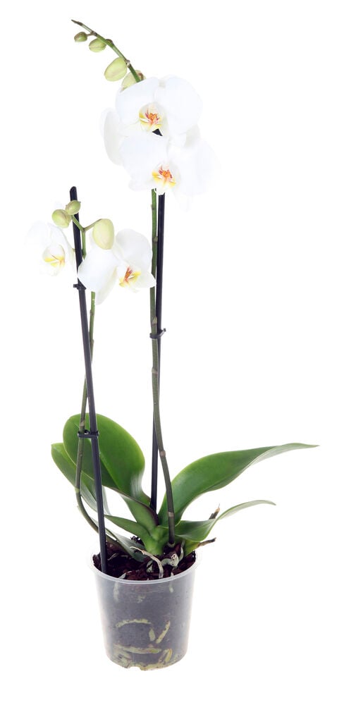 Orkidea/Perhosorkidea