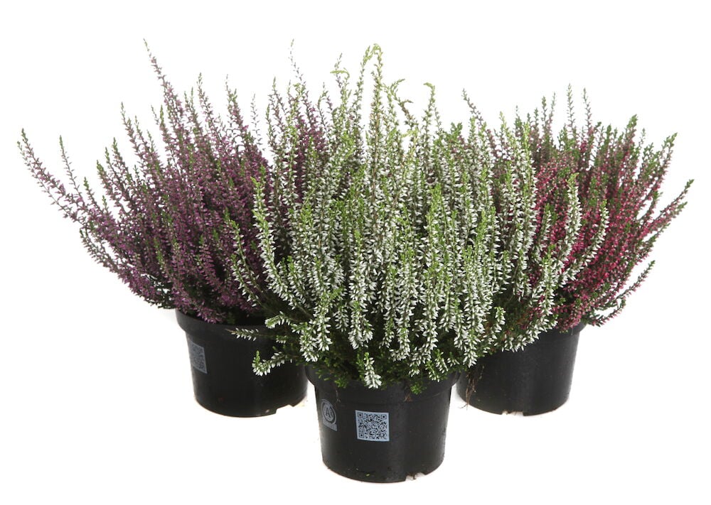 Calluna