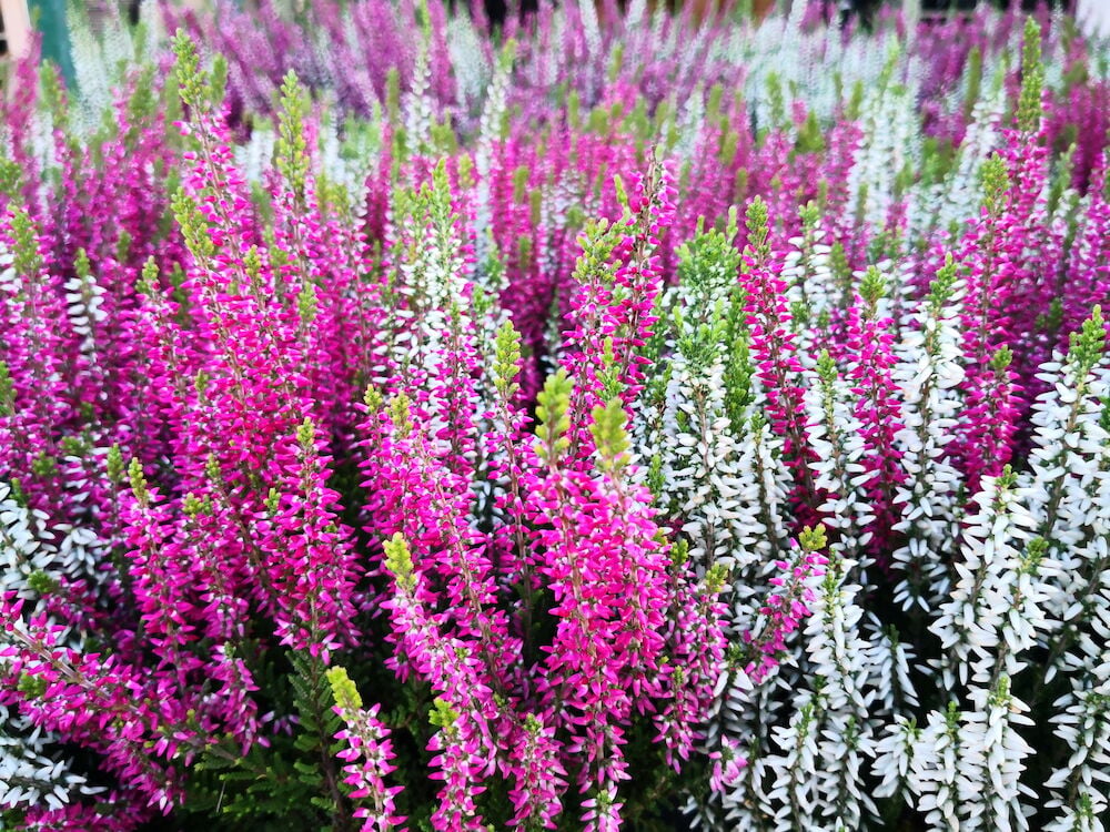 Calluna P10 -kasvit eloisan vaaleanpunaisena ja valkoisena kukkivat vihreällä lehdistöllä, lähikuva edestä.