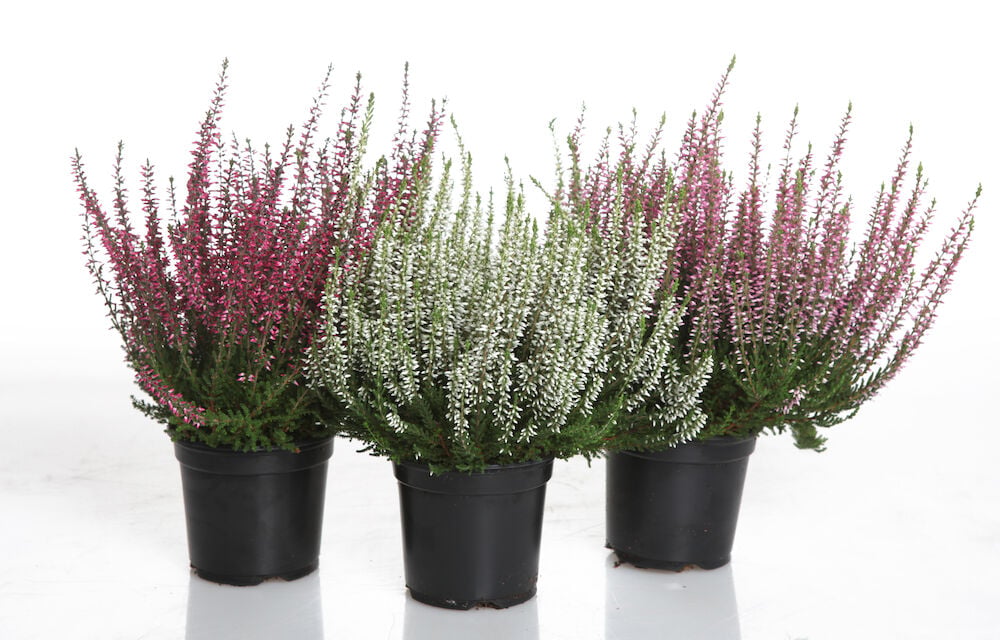 Calluna P10 kolme ruukkuun istutettua kanervaa, magenta, valkoinen ja vaaleanpunainen, mustissa ruukuissa.