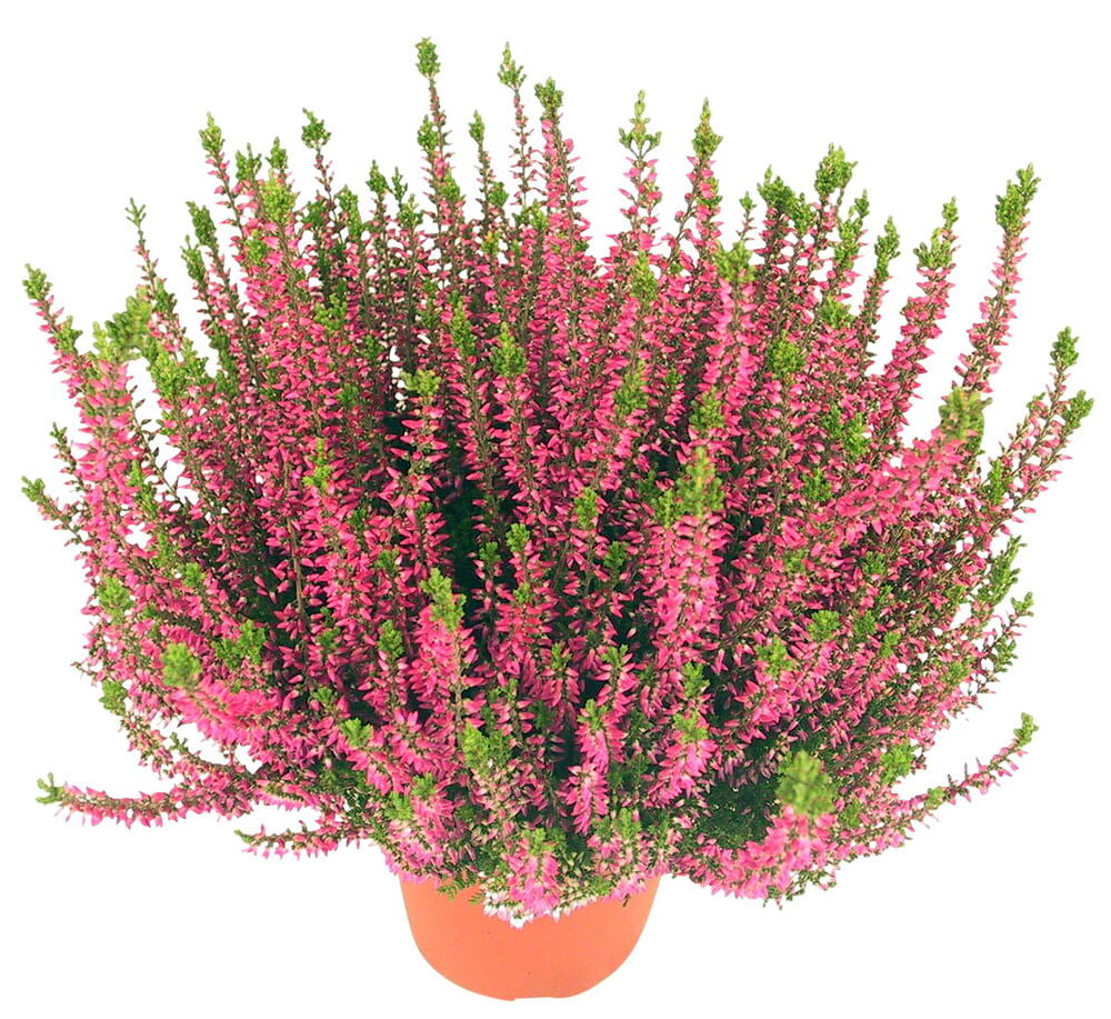 Calluna P12-kasvi runsailla vaaleanpunaisilla kukilla ja vihreällä lehdellä oranssissa ruukussa.