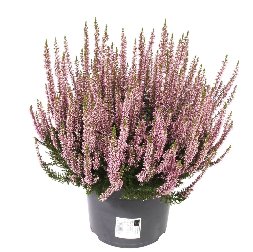 Calluna P17-kasvi vaaleanpunaisilla kukilla tummanharmaassa ruukussa.