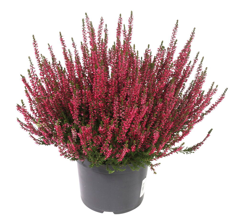 Calluna P17-kasvi, jossa on vaaleanpunaisia kukkia ja vihreitä lehtiä tummanharmaassa ruukussa.