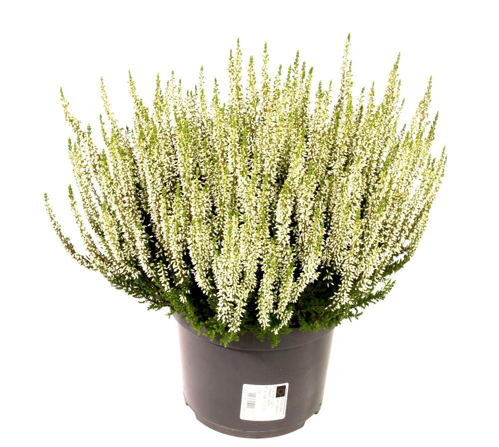 Calluna P17, valkokukkainen kasvi vihreällä lehdistöllä, tummanharmaassa muoviruukussa.
