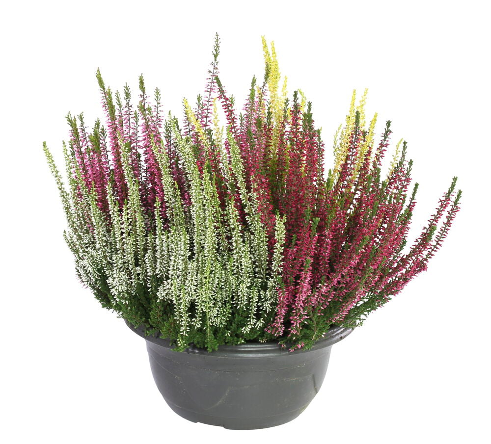 Calluna P23 Carneval kasvi tummanharmaassa ruukussa eloisilla monivärisillä kukilla.
