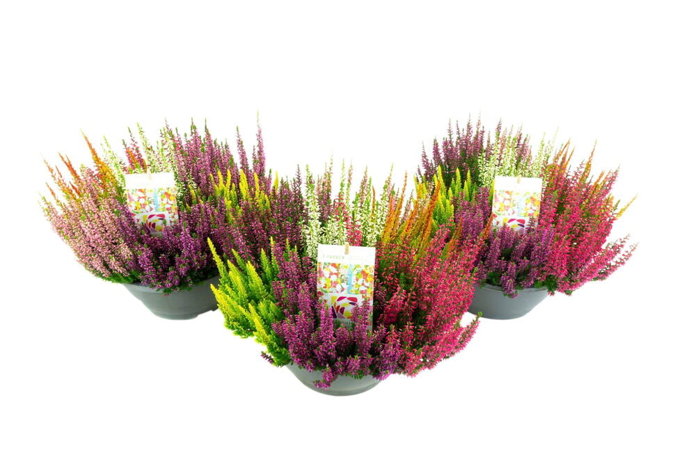 Kolme Calluna 23 cm Mosaica -kasvia harmaissa ruukuissa, monivärisillä, kirjavilla kukilla ja lehdillä.