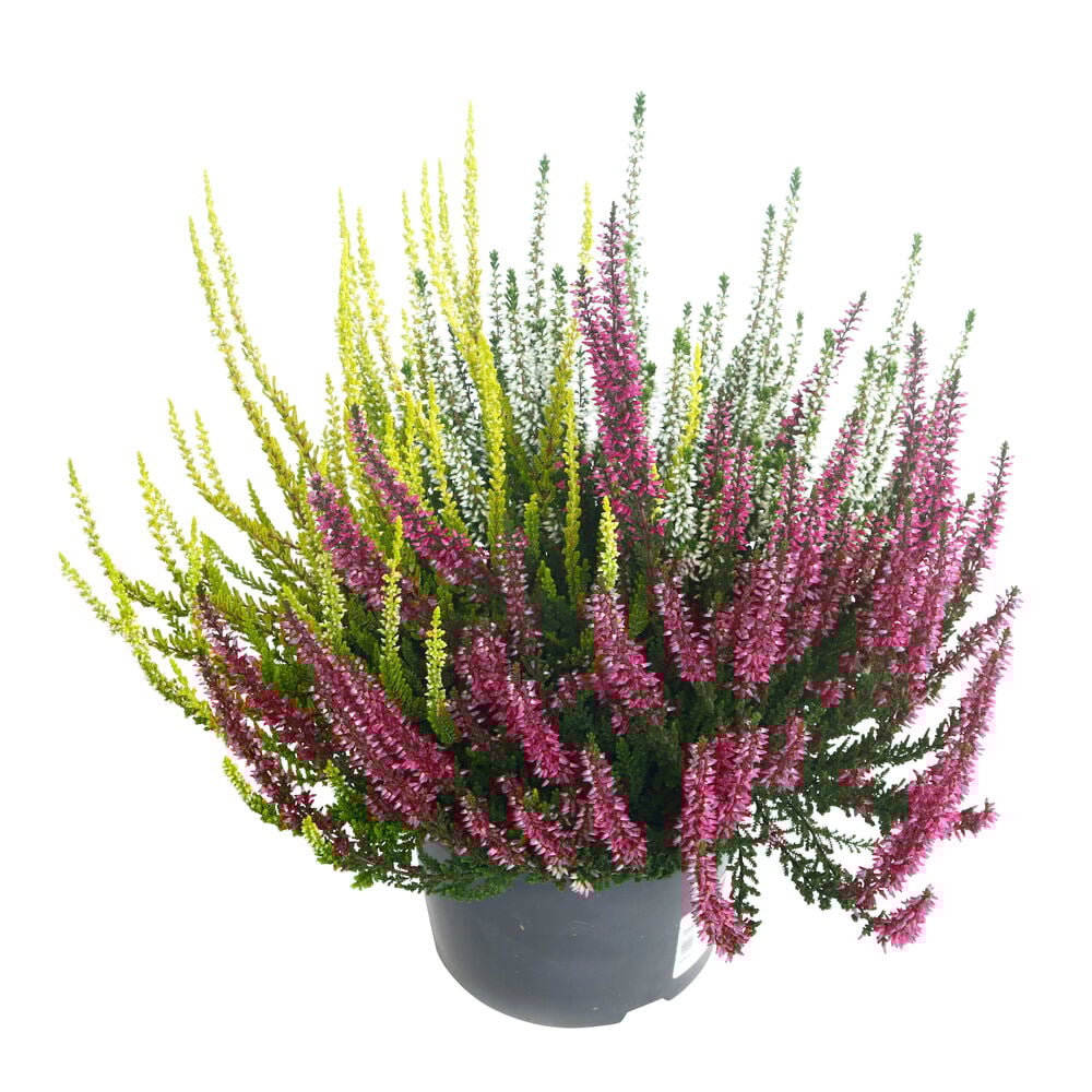 Calluna Trio