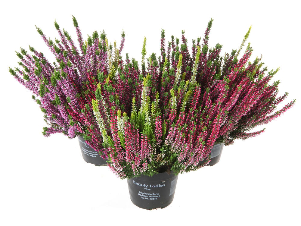 Calluna Trio 12 cm useita vaaleanpunaisia, violetteja ja vihreitä kanervakasveja mustissa ruukuissa.