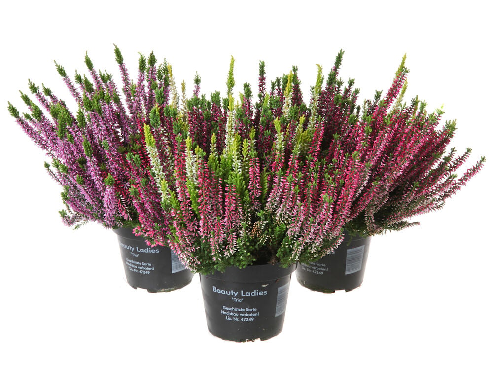 Calluna Trio - 2