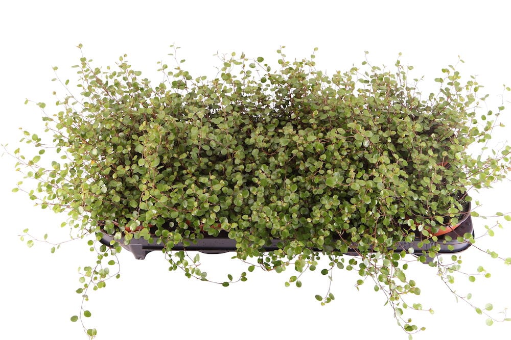 Vihreä köynnöskasvi mustassa pitkänomaisessa ruukussa.