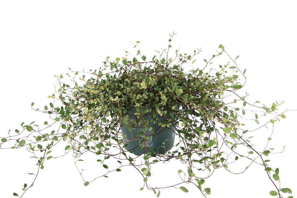 Vihreä roikkuva huonekasvi, jossa on pieniä pyöreitä lehtiä.