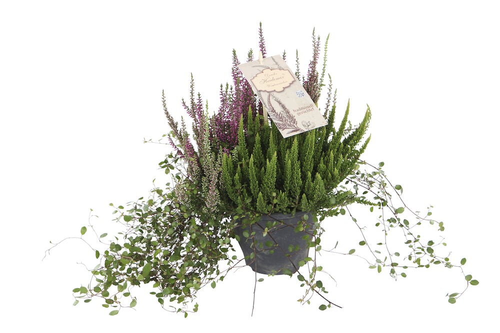 Calluna Heidemix P15 ruukussa kasvi, jossa vihreitä lehtiä, liloja kukkia ja vihreitä köynnöksiä tummanharmaassa ruukussa.