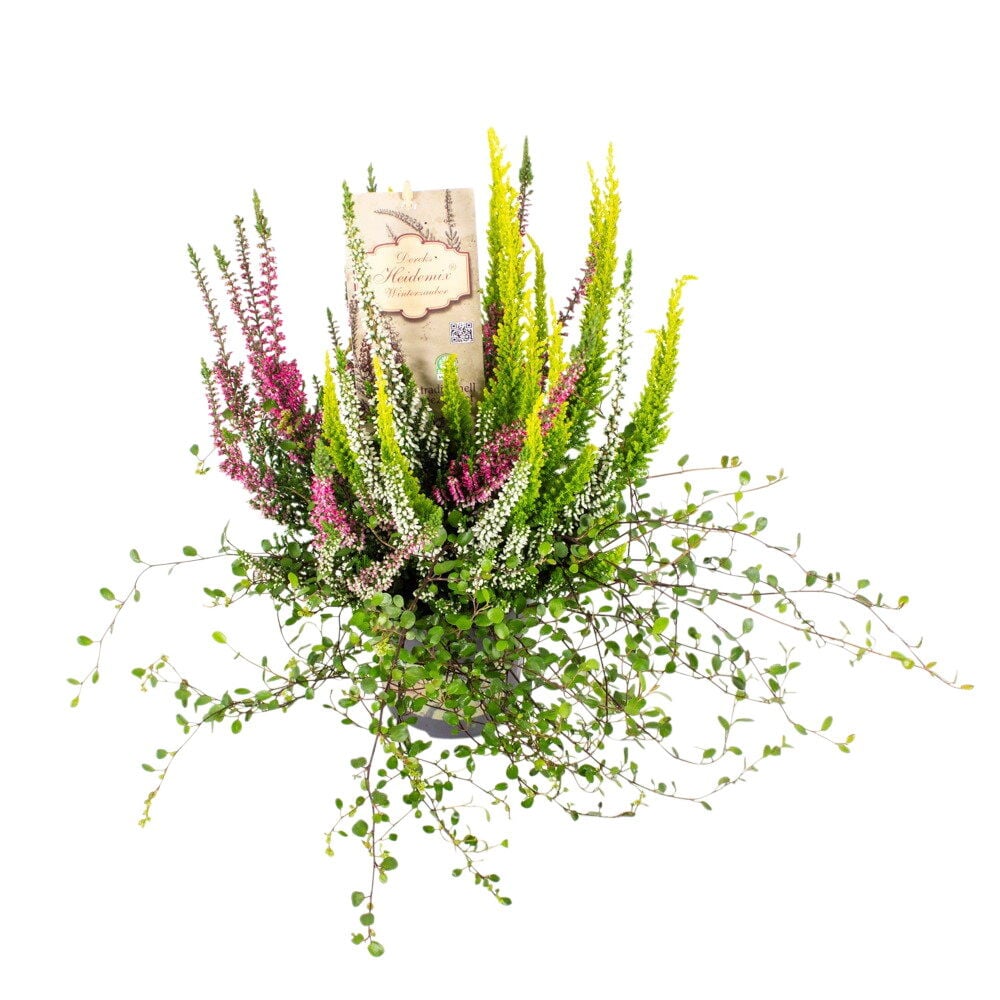 Calluna Heidemix 11 cm, ruukku vaaleanpunaisilla, valkoisilla ja keltaisilla kanervilla sekä vihreillä köynnöksillä.