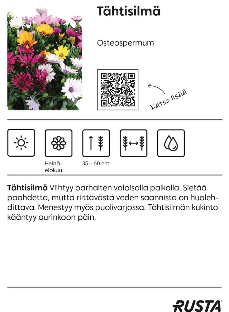 Värikkäitä osteospermum-kukkia puutarhaistutuksessa.