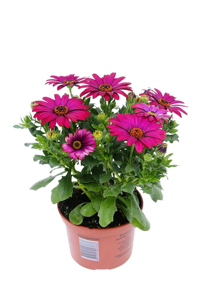 Vaaleanpunainen osteospermum ruskeassa kukkaruukussa vihreillä lehdillä.