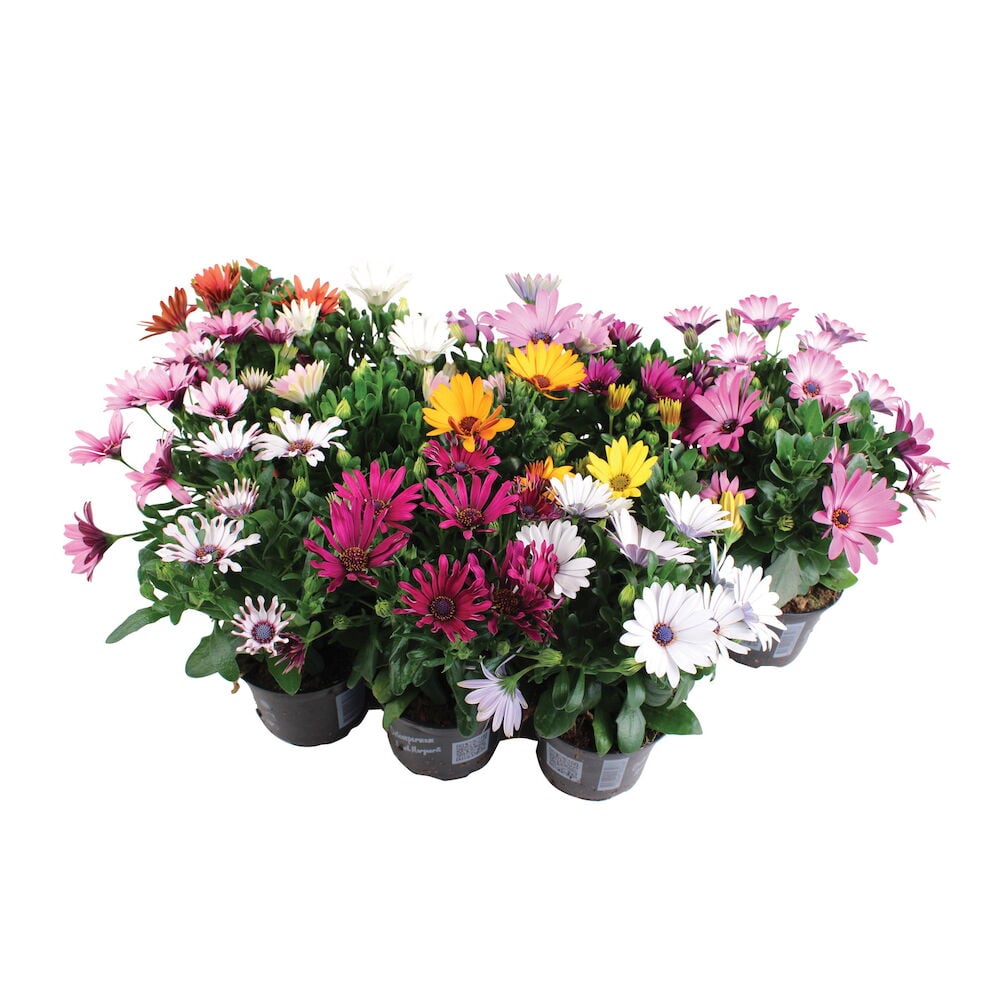 Useita ruukkuja värikkäitä kukkia sisätiloissa.