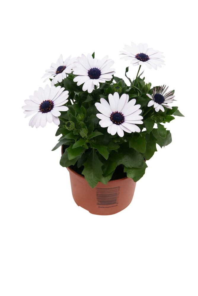 Valkoinen kukka ruukussa vihreillä lehdillä.