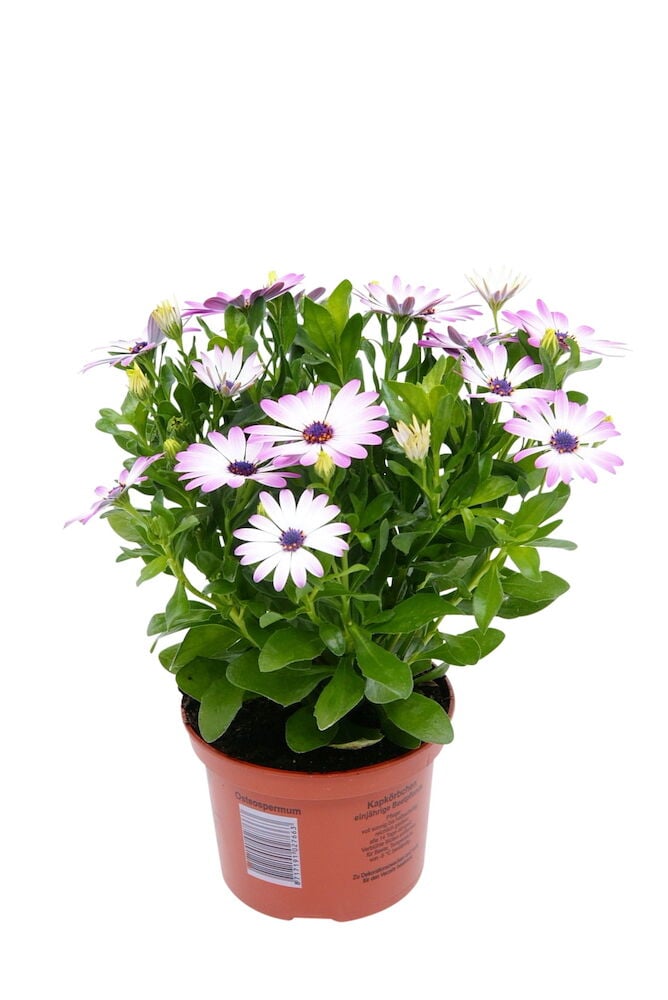 Vaaleanliila kukkiva ruukkukasvi, jossa on vihreät lehdet.