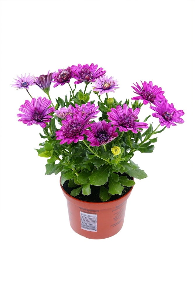 Vihreä kasvi ruukussa, jossa on violetteja kukkia.