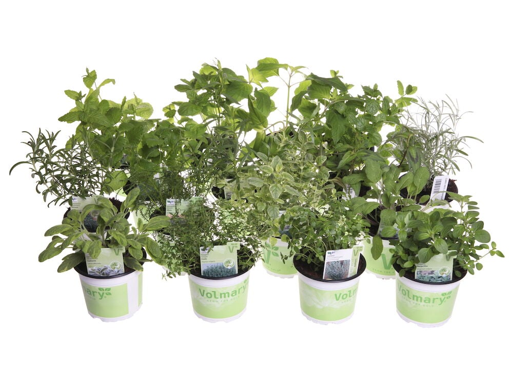 Yrttilajitelma 12 cm: Yrttilajitelma erilaisia vihreitä ruukkuyrttejä, kuten rosmariini, salvia, minttu ja oregano, valkoisissa ruukuissa.