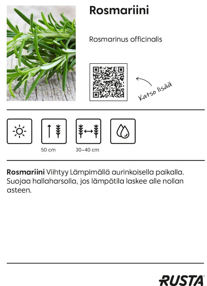 Lähikuva tuoreesta rosmariinista puupöydällä.