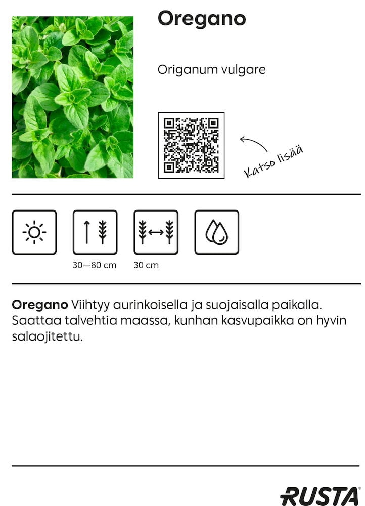 Lähikuva tiiviisti kasvavista vihreistä oreganonlehdistä.