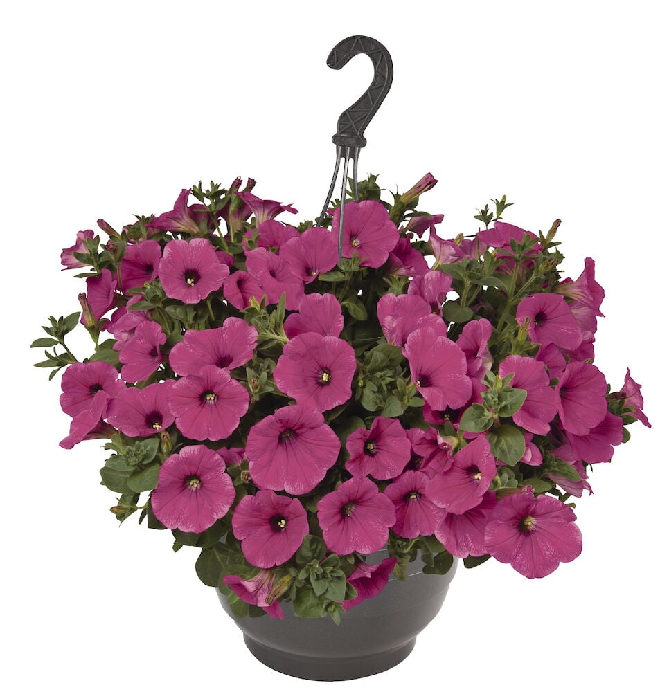 Vaaleanpunaiset riippuvat kukat harmaassa amppeliruukussa.