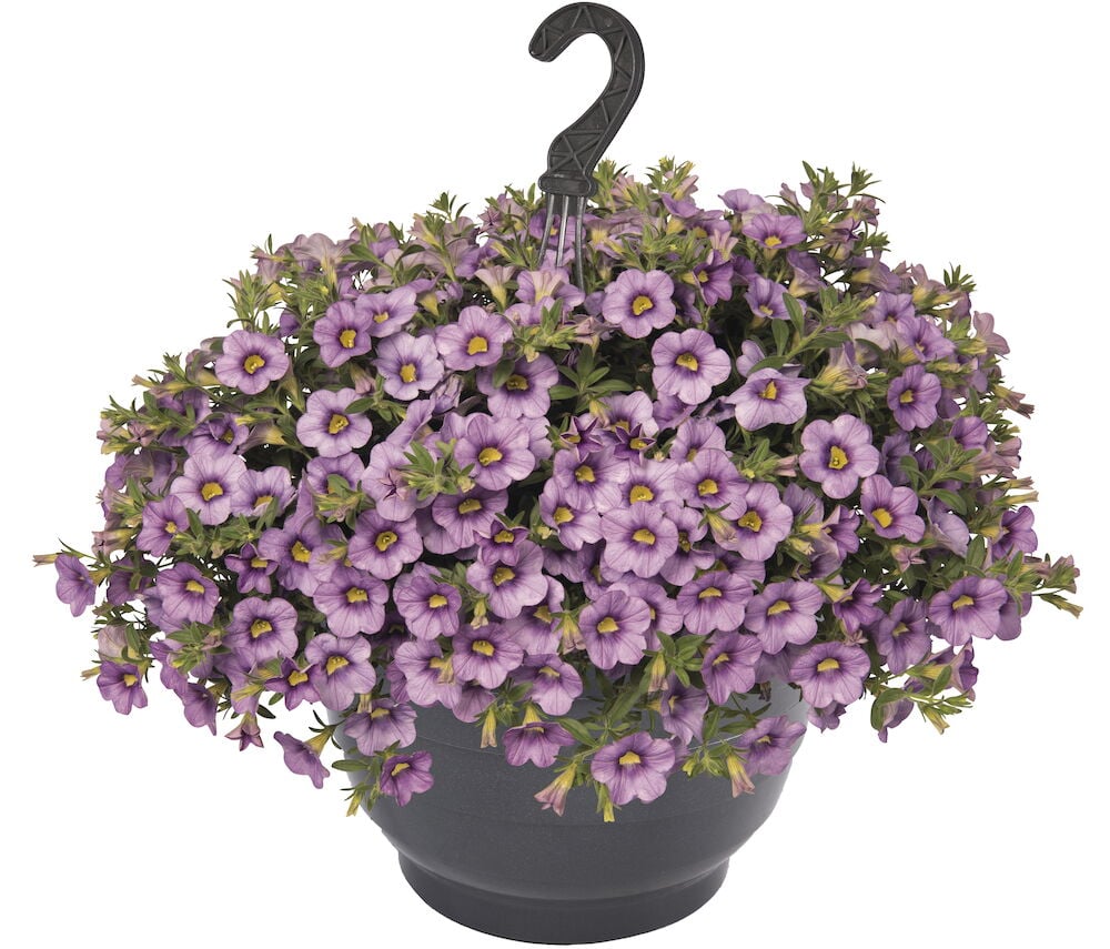 Violetit kesäkukat harmaassa riippuvassa muoviruukussa.