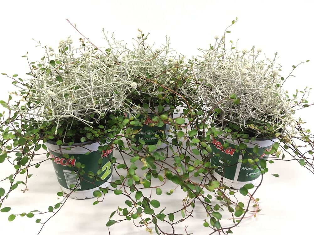 Hopealanka ja lankaköynnös Mueca