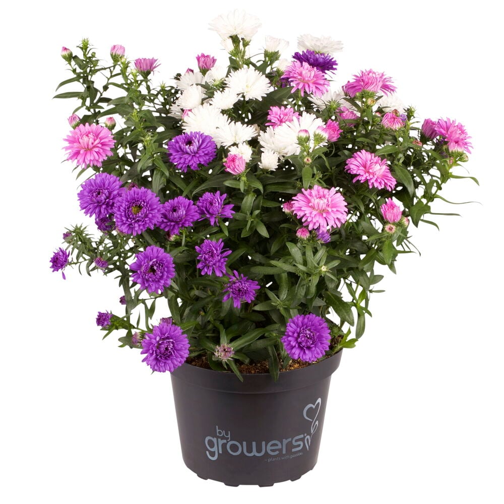 Ruukkukasvi Syysasteri 11 cm Trio, jossa on violetteja, vaaleanpunaisia ja valkoisia kukkia mustassa ruukussa.