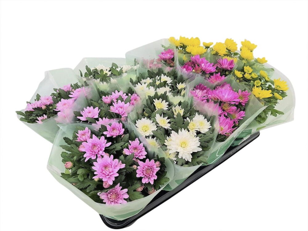 Useita ruukkukrysanteemeja sekoitetuilla väreillä.