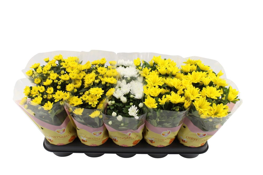 Useita ruukkuja krysanteemeja, joissa on keltaisia ja valkoisia kukkia.