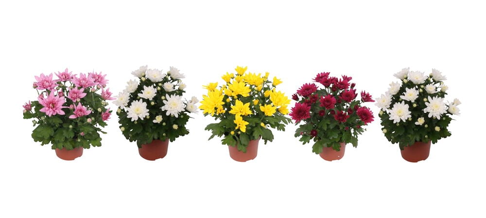 Useita erivärisiä krysanteemeja ruukuissa.