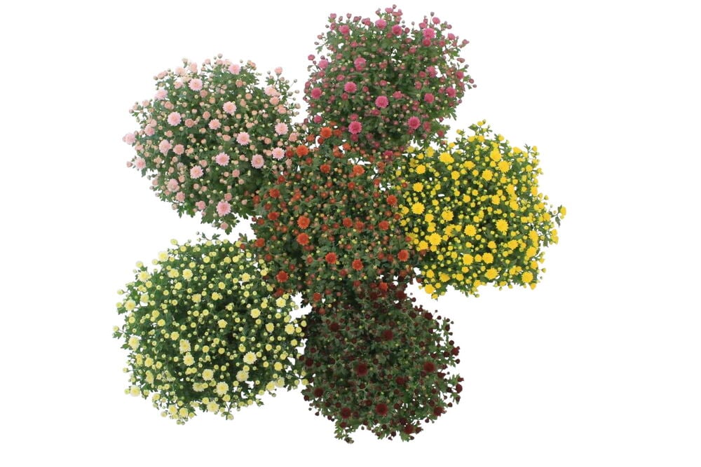 Kuusi Pallokrysanteemi 15 cm kasvia vaaleanpunaisena, punaisena, keltaisena, vaaleankeltaisena, tummanpunaisena ja oranssina kukka-asetelmassa.