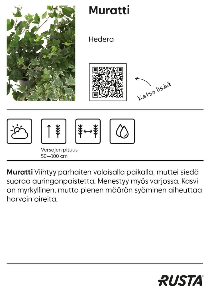 Läheltä kuvattuja vihreitä muratinlehtiä, joissa on tiheä lehdistö.